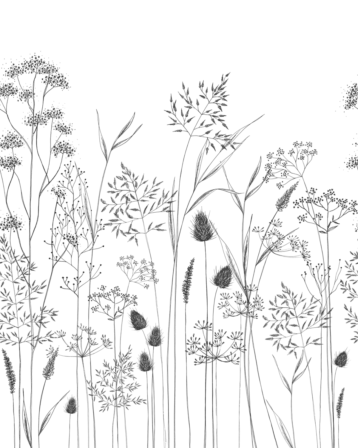 Papier peint panoramique Fleur Capillaris S noir fusain 200x250 - Wonderwalls de Casadéco | Réf. WDWS89149405