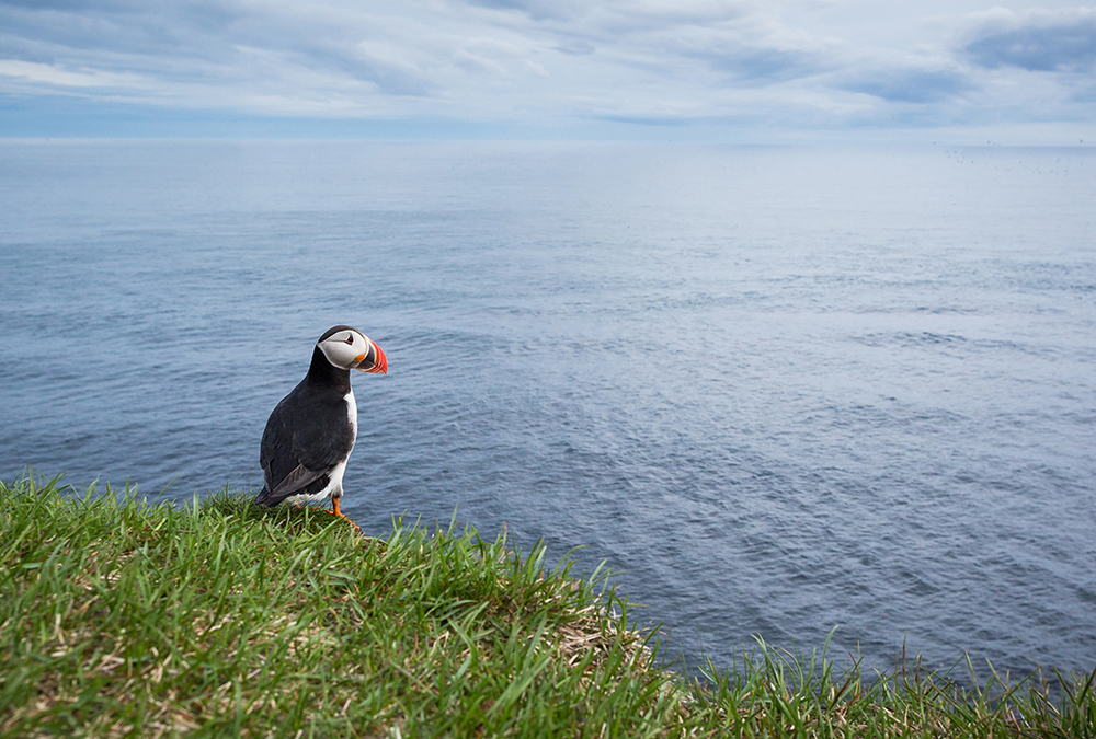 Papier peint panoramique Oiseau - Référence APD-471-497-400x270 - Intissé 200g/m2 - Standard 400 x 270