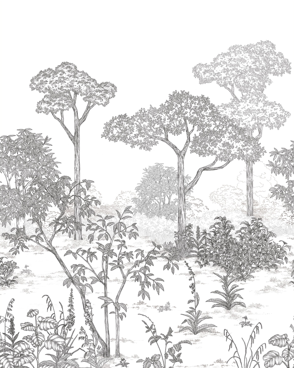 Papier peint panoramique Forêt Gravure Arboretum noir et blanc 200X250 - Art of Botany de Casélio | Réf. AOB106690905