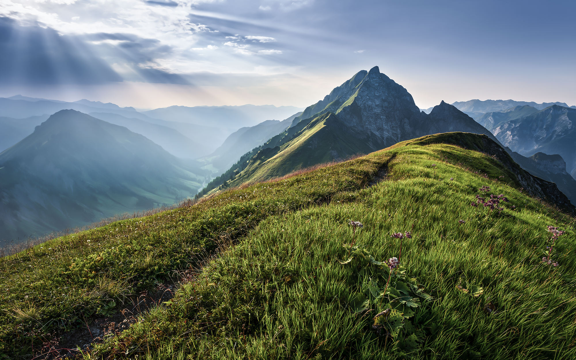 Panoramique Green Vein - Papier peint Komar
