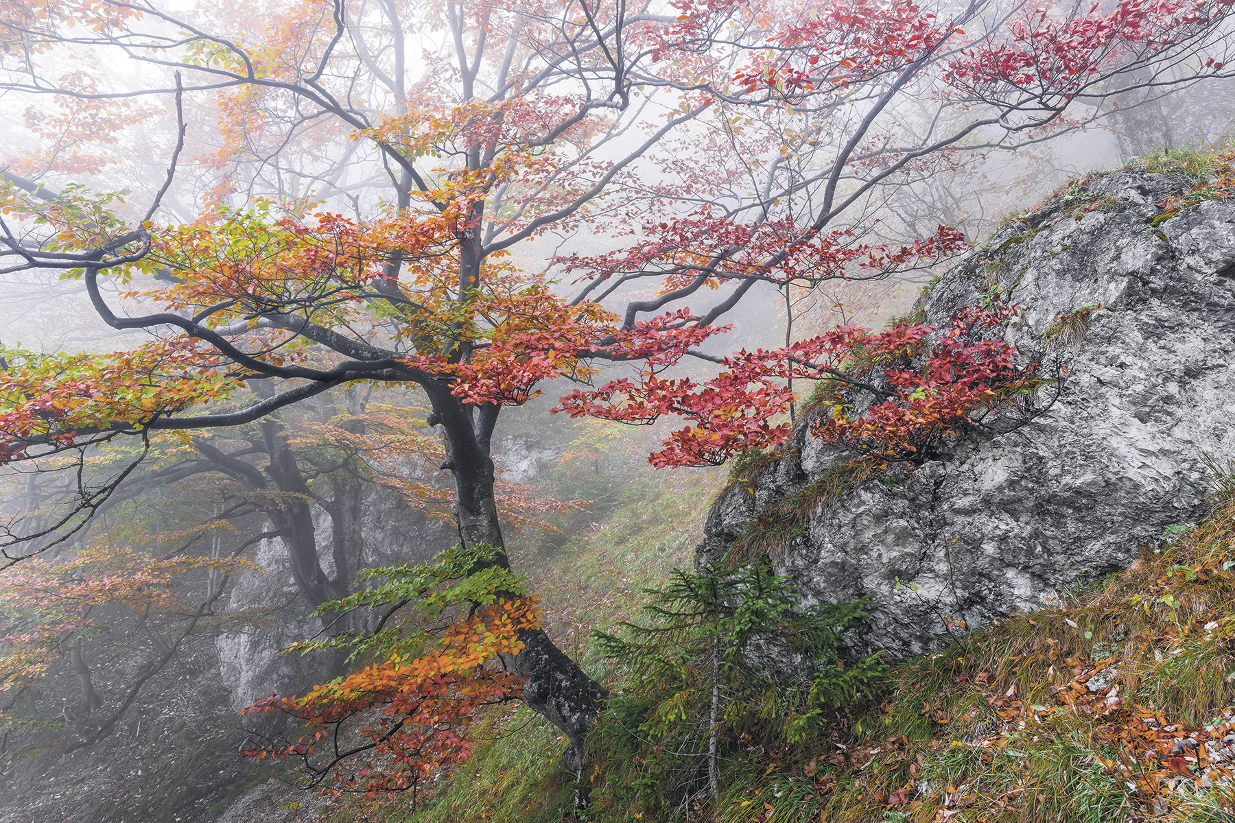 Panoramique Euphoria - Papier peint Komar
