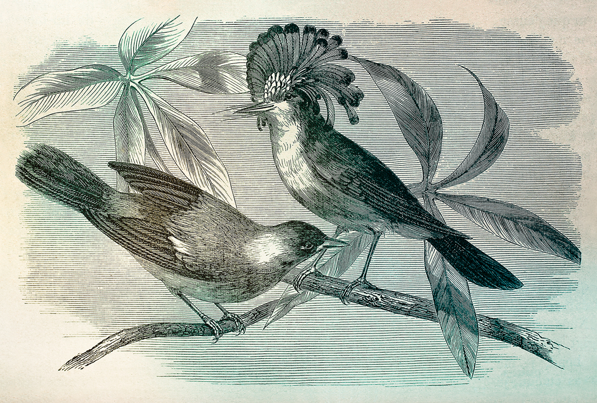 Papier peint panoramique Oiseau Vintage Birds 1 - Référence DD110431 - Intissé 200g/m2 - Standard 400 x 270