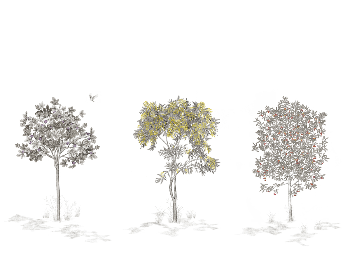 Papier peint panoramique Arbustes Gris - Figuier + Mimosa + Arbousier - Isidore Leroy