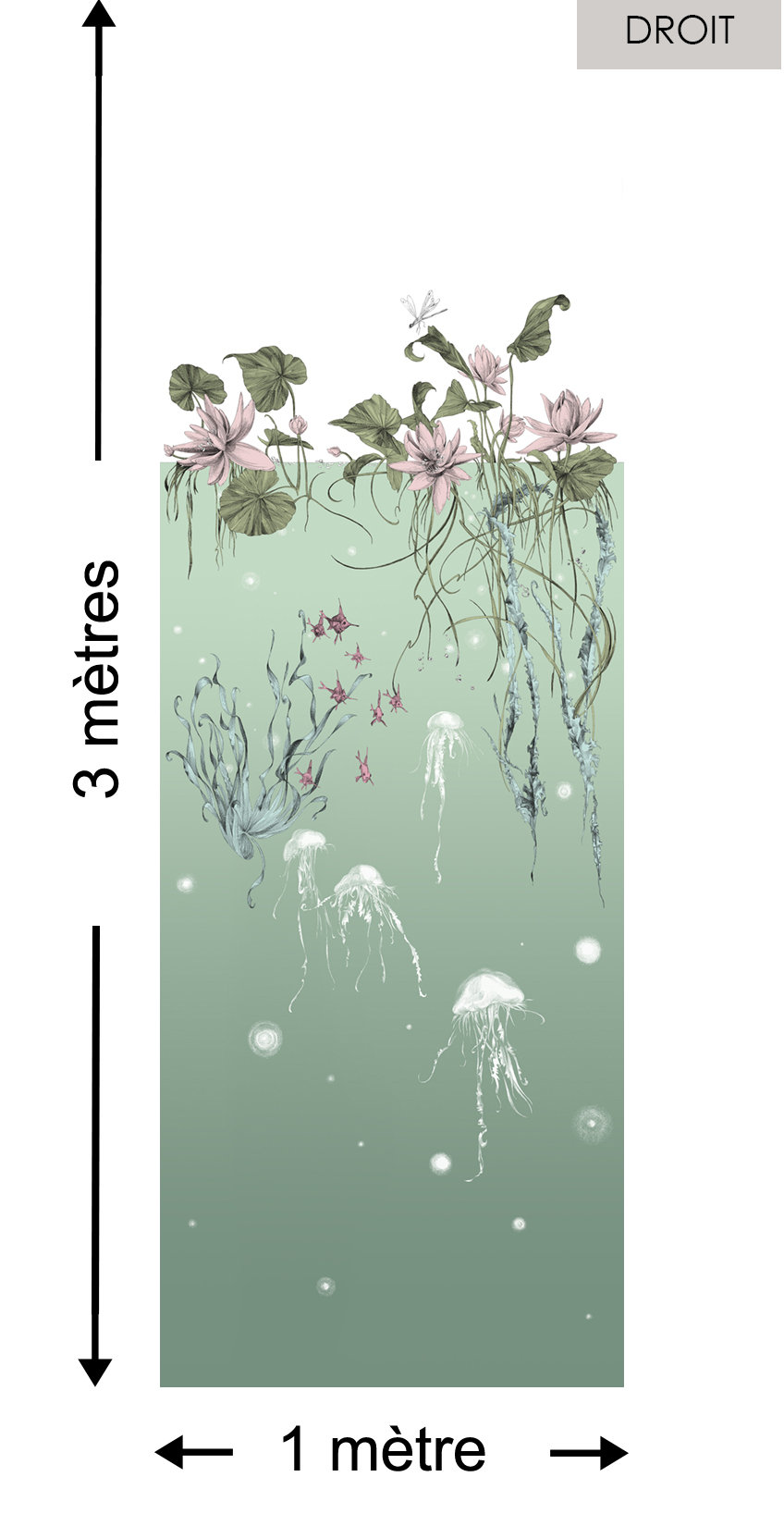 Méduses DROIT Aqua - Collection Catherine Gran de Edmond Petit