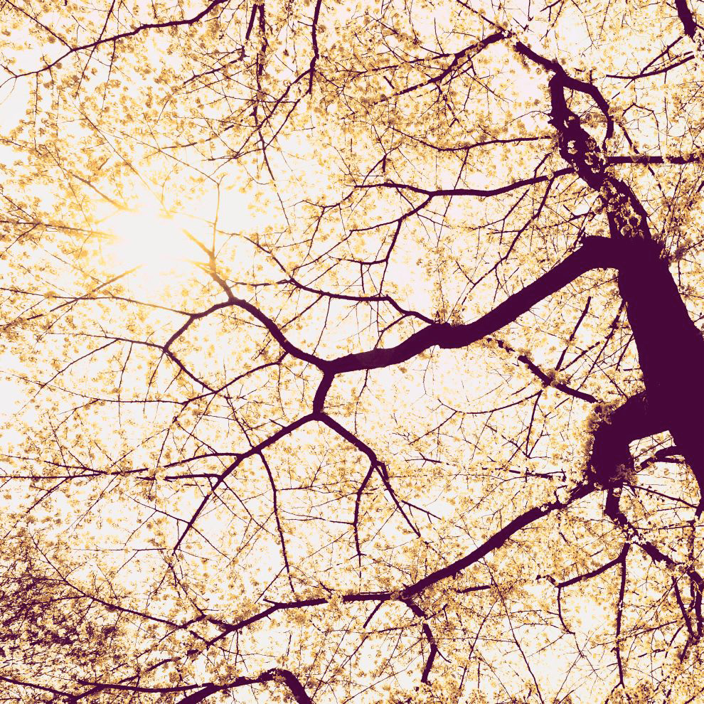 Sunshine - panoramique Komar