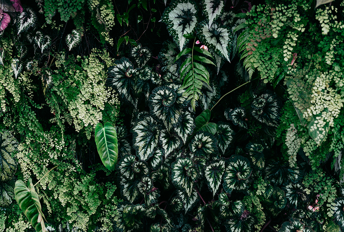 Papier peint panoramique Feuillage Deep Green 2 vert - Référence DD122096 - Intissé 200g/m2 - 400 x 270 cm