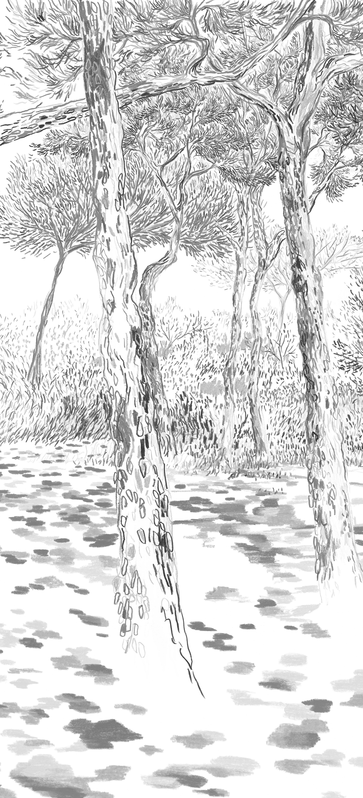 Papier peint panoramique Balade sous les pins Gris A - 1/2/3 - Isidore Leroy