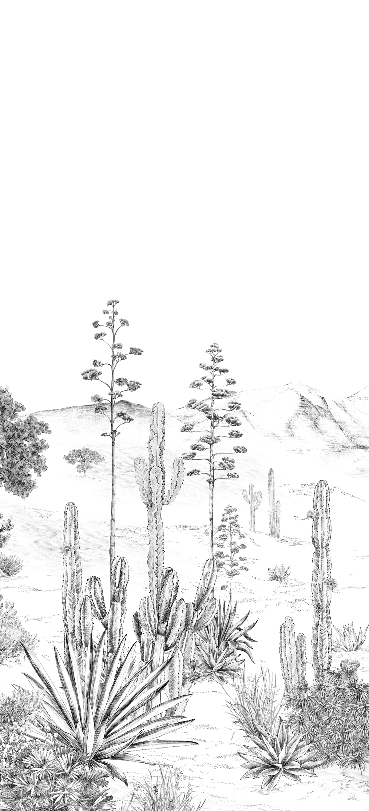 Papier peint panoramique Cactus Succulentes Grisaille B - 4/5/6 - Isidore Leroy