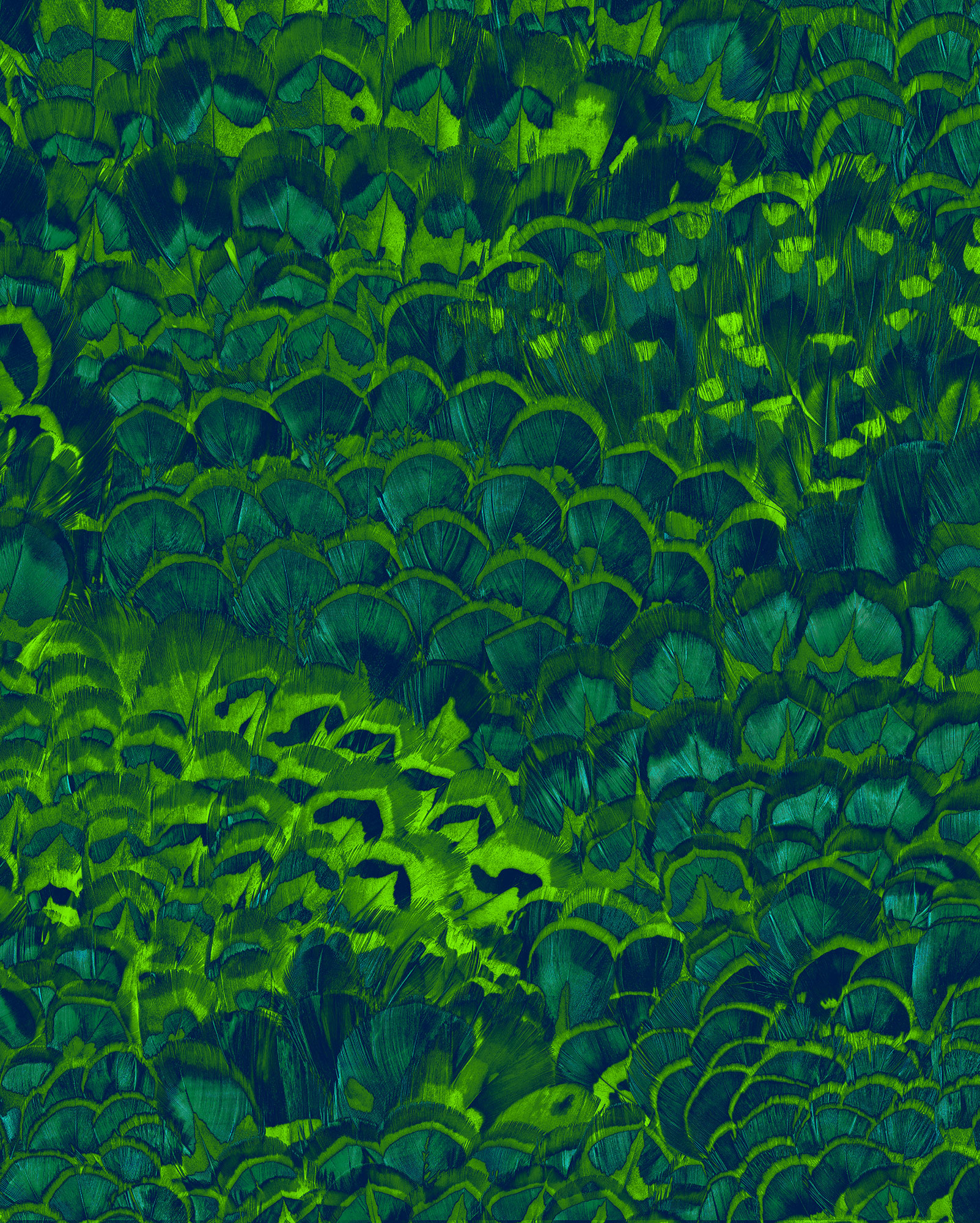 Panoramique Feathers - Papier peint Komar