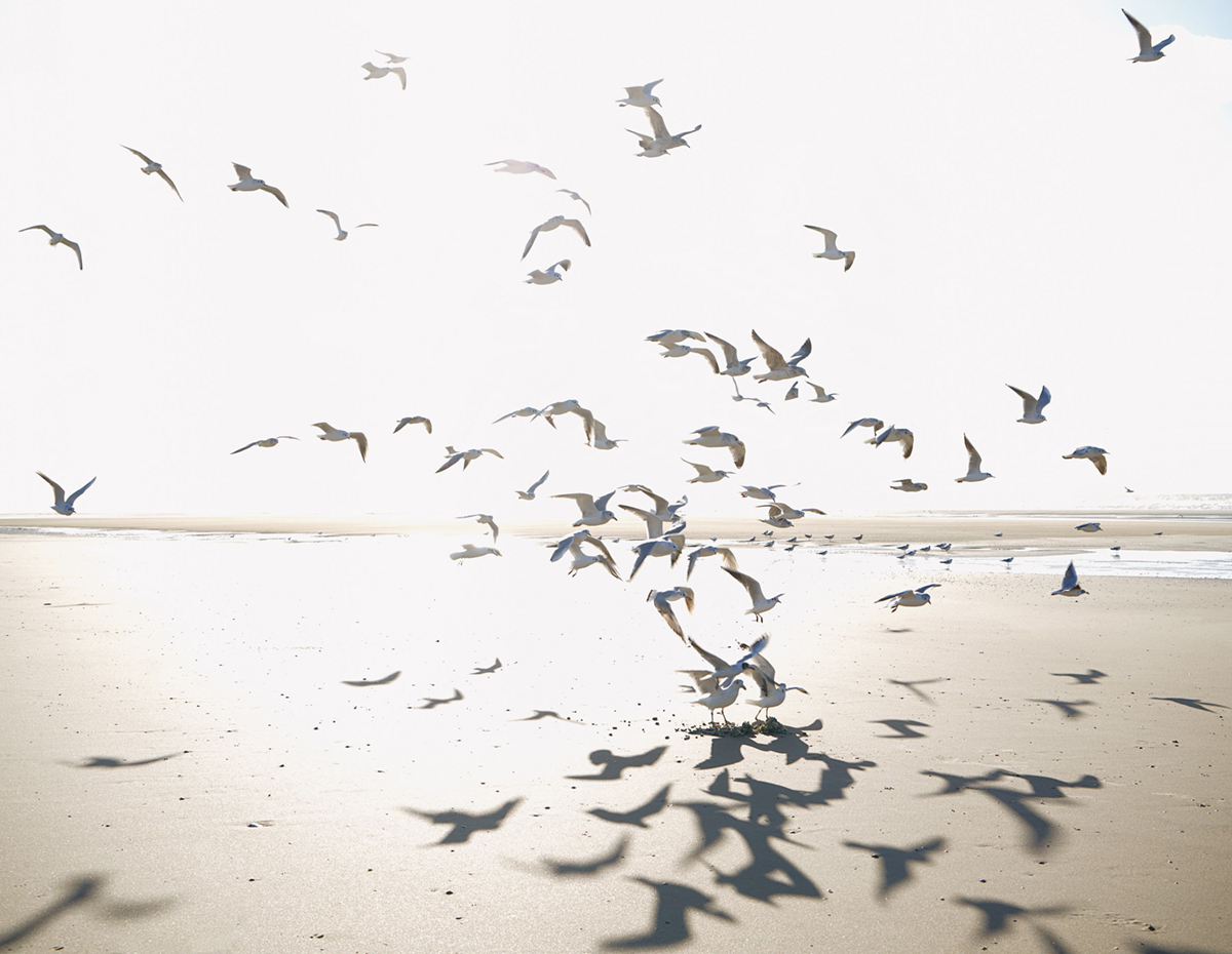 Papier peint panoramique Mouette Houlgate L beige sable 400X310 - Seaside de Casadéco | Réf. SEAS201531012