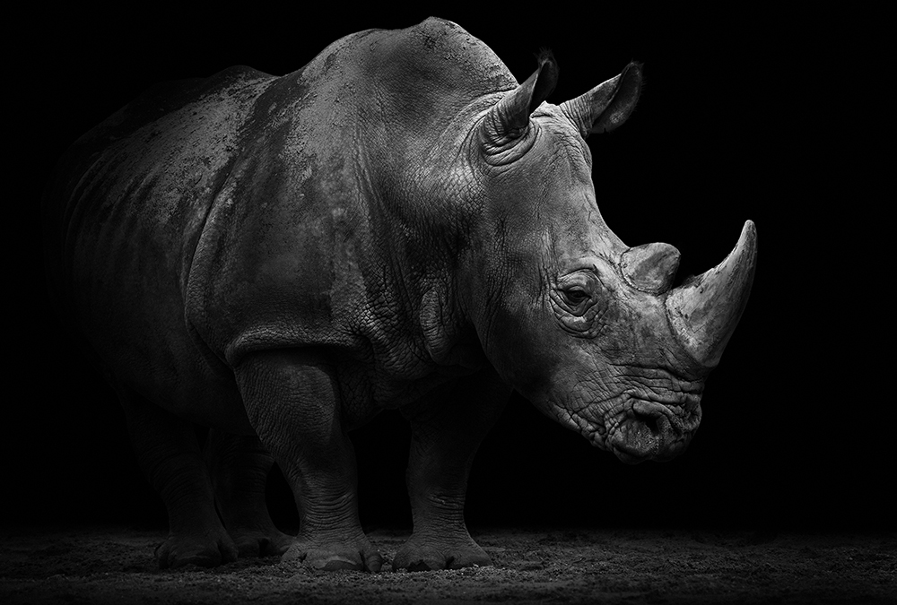 Papier peint panoramique Rhino - Référence APD-471-509-400x270 - Intissé 200g/m2 - Standard 400 x 270