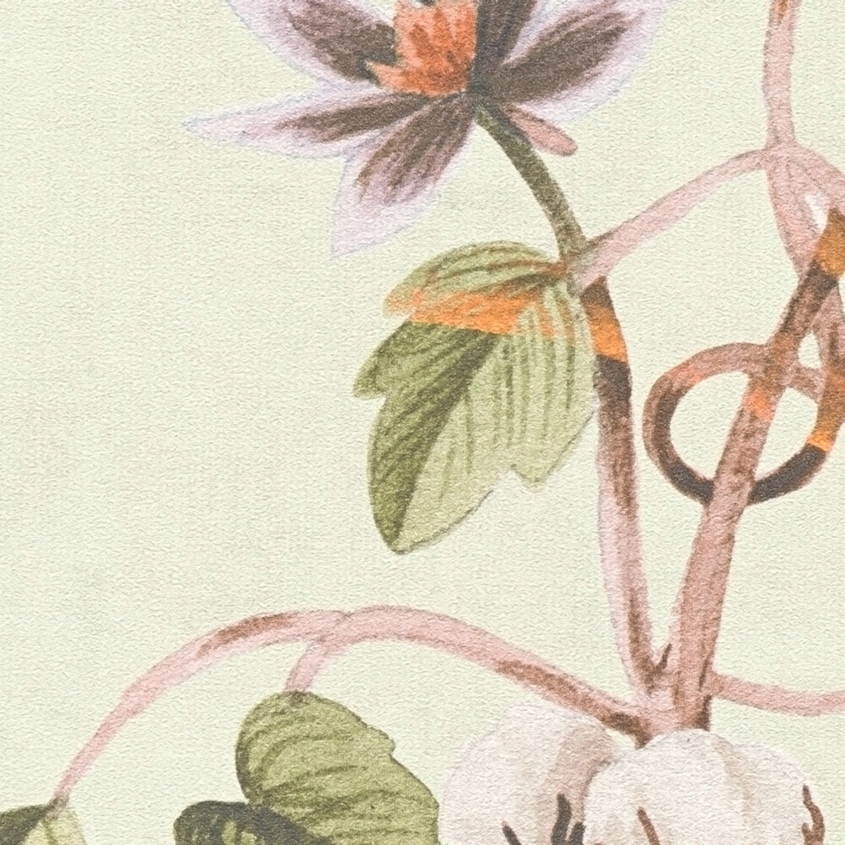 Papier peint Fleur Coton vert amande - Anna D'Andrea d'A.S. Création AMB3| Réf. AS-782121