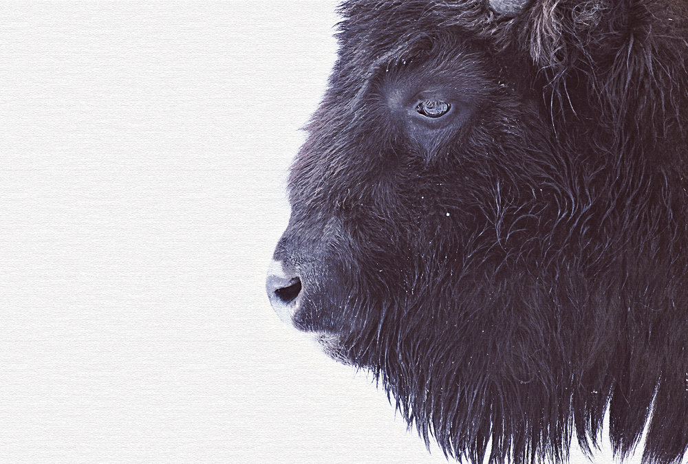Papier peint panoramique Animal Black Buffalo - Référence DD119797 - Intissé 200g/m2 - Standard 400 x 270