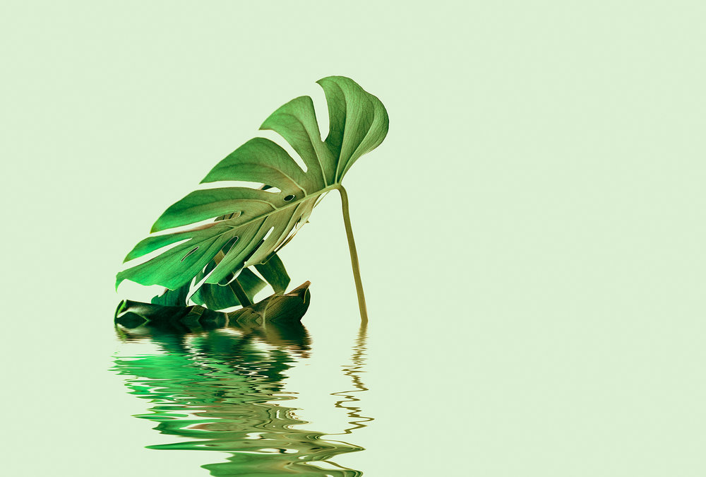Papier peint panoramique Feuille Monstera Leaf Water 2 - Référence DD119793 - Intissé 200g/m2 - Standard 400 x 270
