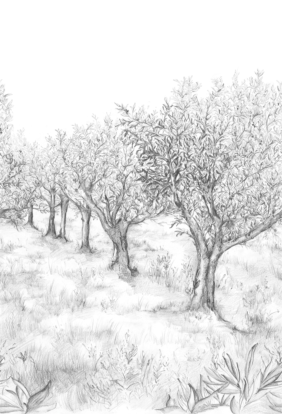 Papier peint Panoramique Oliviers Lauris noir et blanc intissé - Panoramas 2 de Casamance | Réf. CAS-75851324