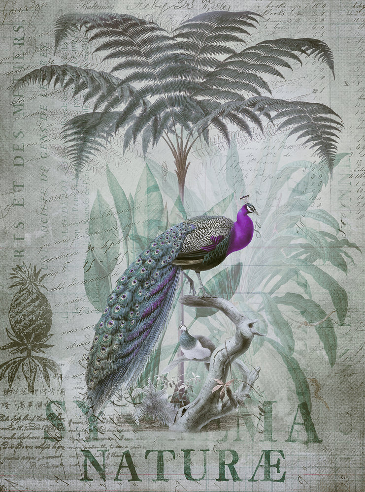 Papier peint panoramique Paon Peacock Jungle 1 - Référence DD119709 - Intissé 200g/m2 - Standard 200 x 270