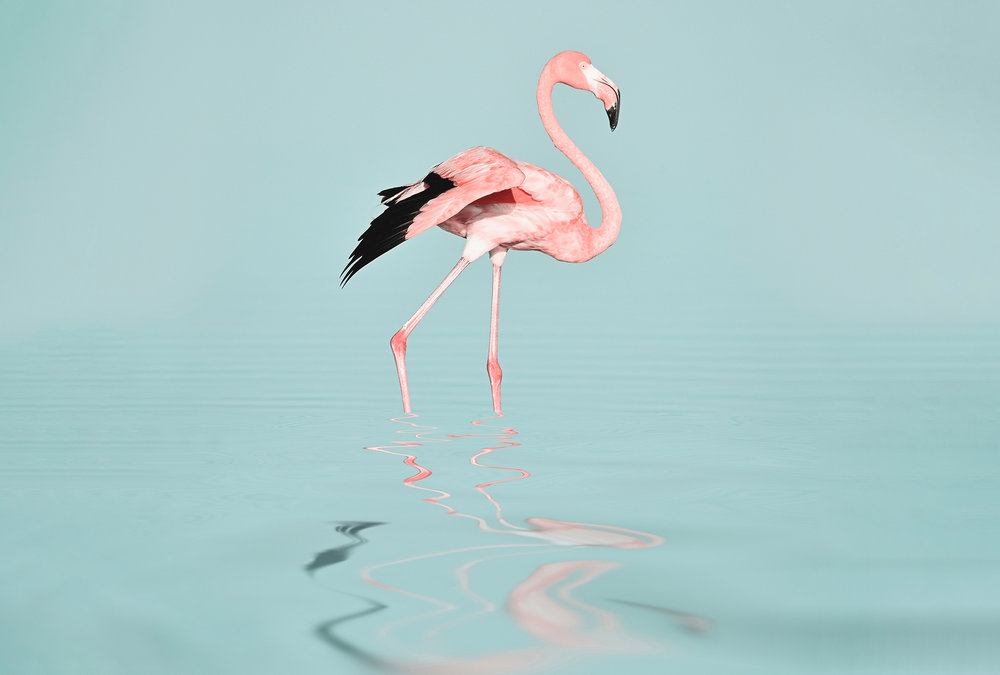 Papier peint panoramique Flamant rose Flamingo Water - Référence DD119777 - Intissé 200g/m2 - Standard 400 x 270