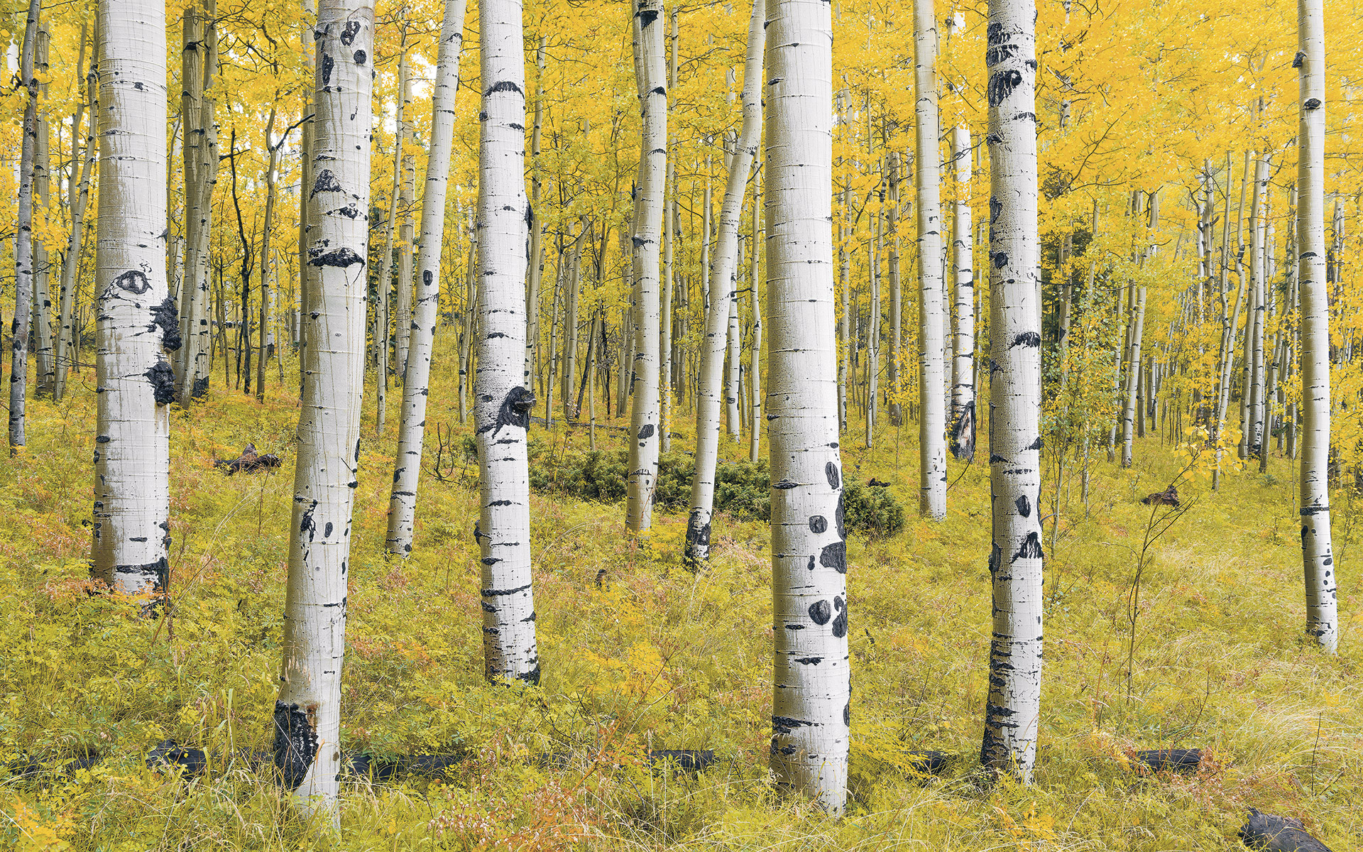 Panoramique Orange Forest - Papier peint Komar