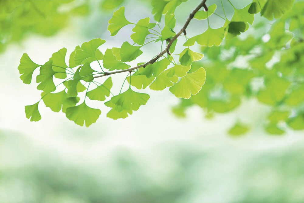 Papier peint panoramique Ginkgo Branche - Wall Love d'A.S. Création | Réf. DD129567