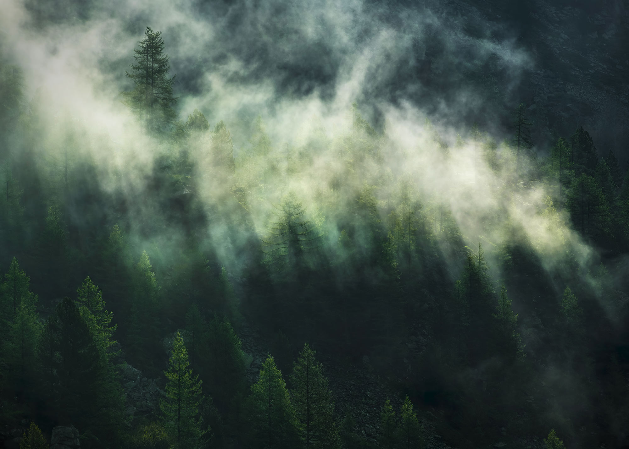 Papier peint forêt panoramique Misty Crowns - Papier peint Komar Home