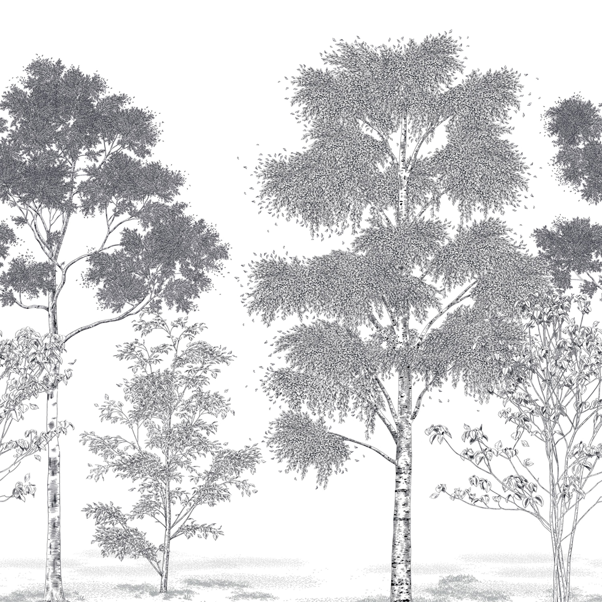 Papier peint panoramique Arbres Poésie Printanière noir blanc S 250X250 - Balade de Casélio | Réf. BLD106169006