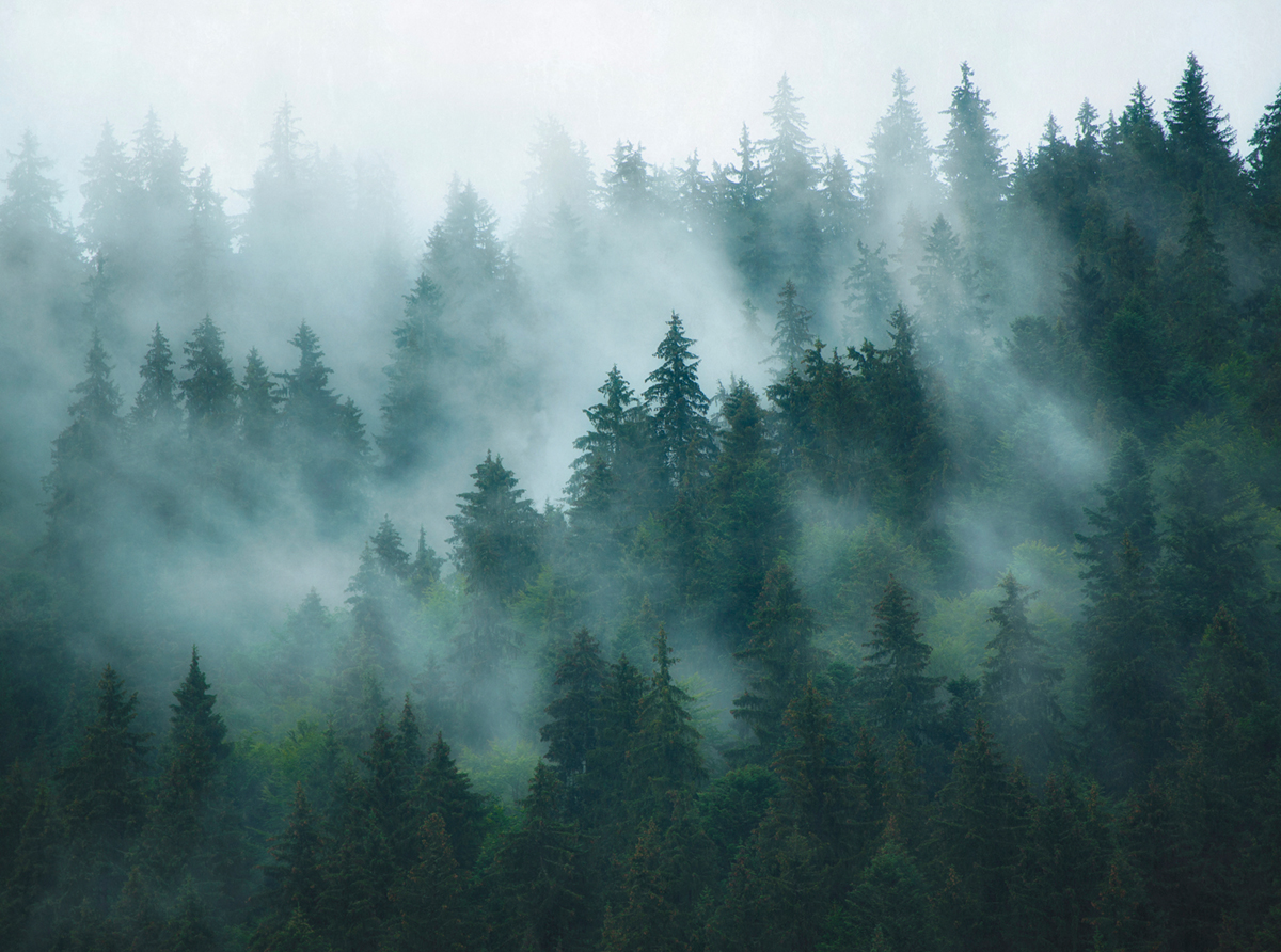 Papier peint panoramique Forêt Sapin Réaliste - The Wall 3 d'A.S. Création | Réf. AS-398981