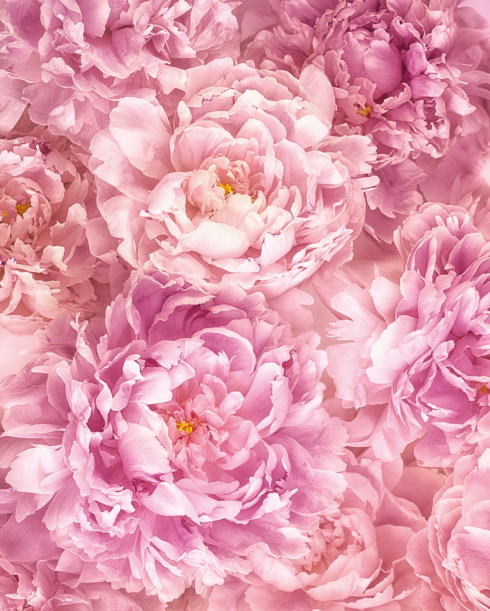 Papier peint panoramique fleurs Soave - Papier peint Komar