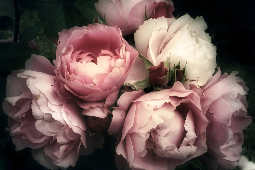 Papier peint panoramique Charme Rose - Wall Love d'A.S. Création | Réf. DD129565