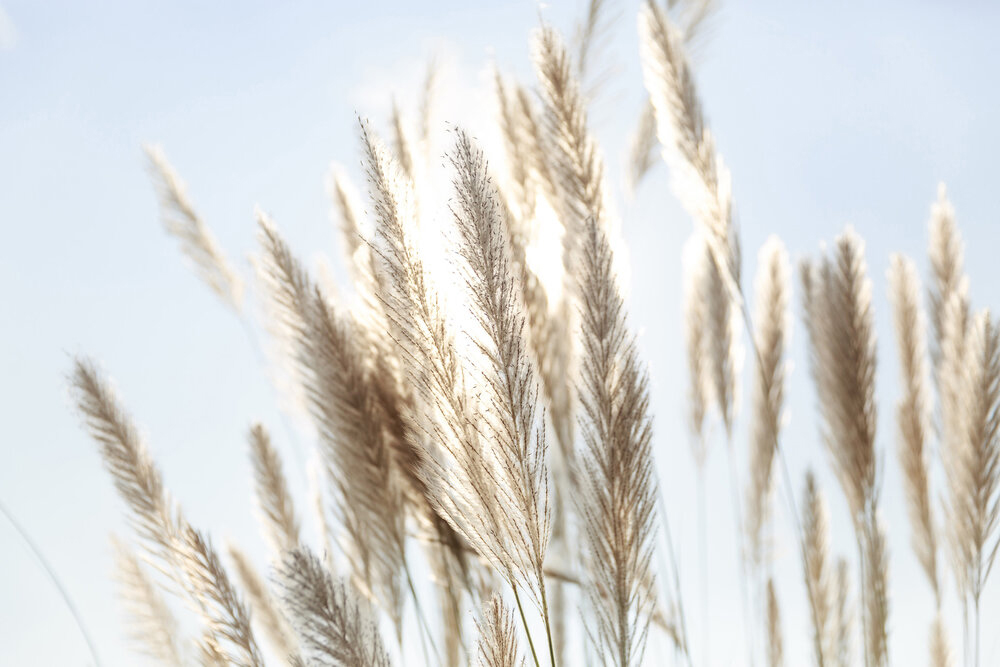 Papier peint panoramique Pampas Ciel bleu - Wall Love d'A.S. Création | Réf. DD129604