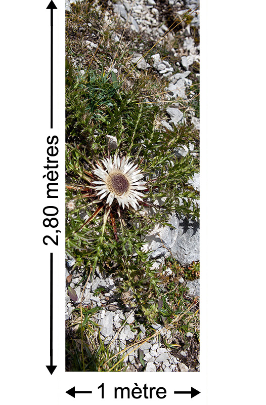 Little Discovery - Papier peint lé unique