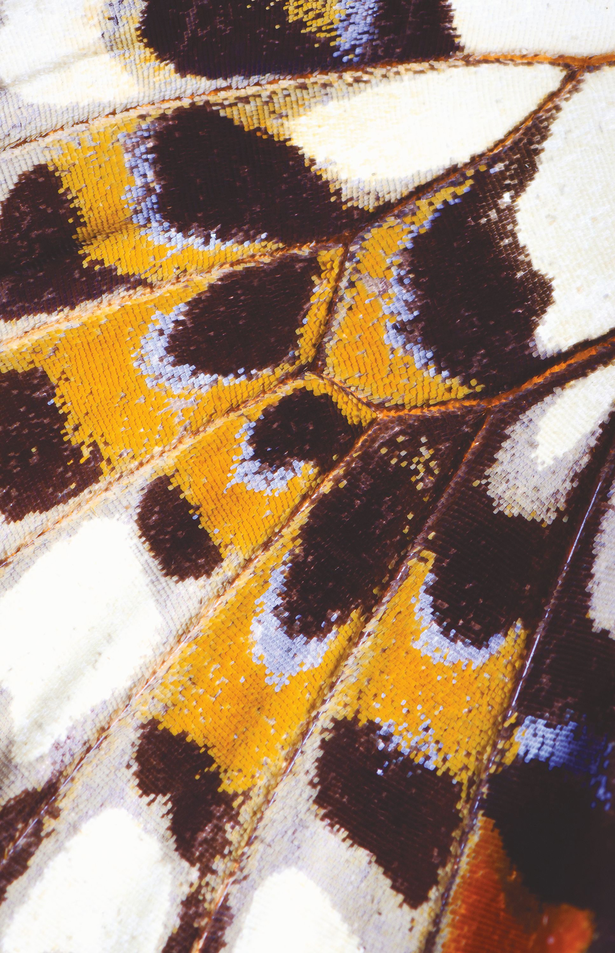 Papier peint panoramique Aile Papillon Mariposa L orange - Nicaragua de Casadéco | Réf. NICA87333418