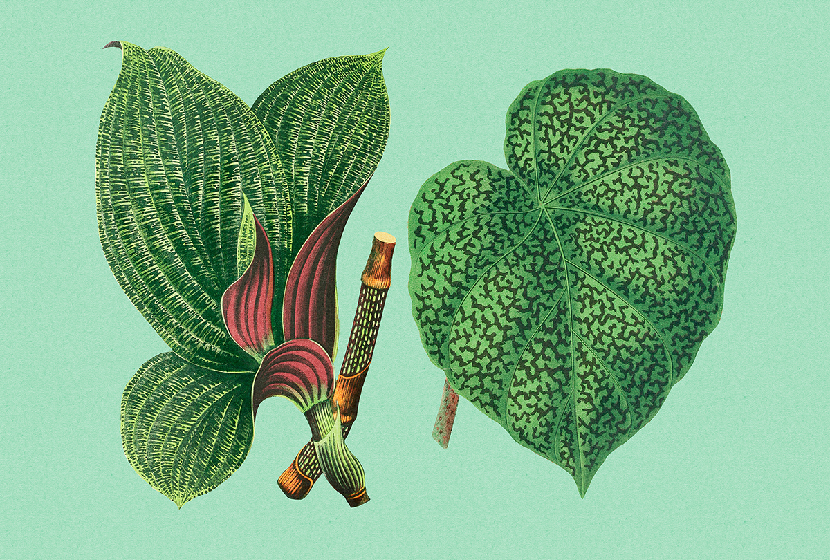 Papier peint panoramique Walls by Patel 3 - Référence DD121952 - Intissé 200g/m2 - 400 x 270 cm