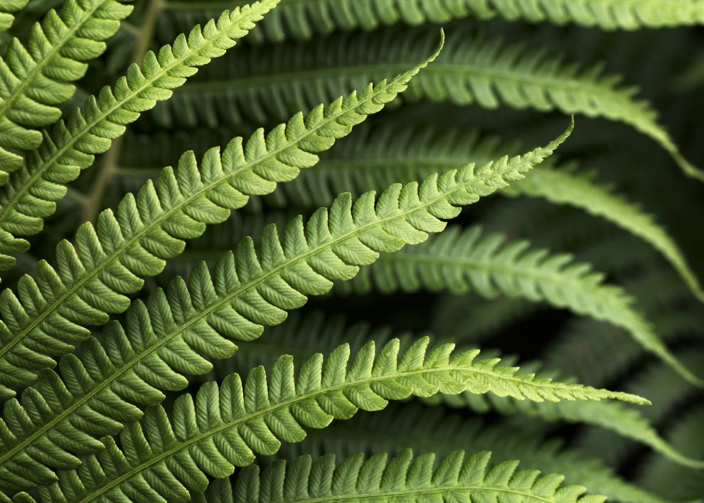 Fougère - panoramique Komar
