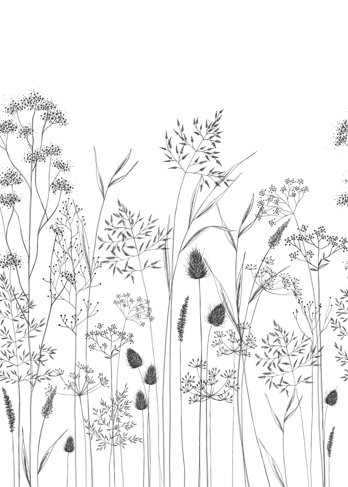 Papier peint panoramique Fleur Capillaris M noir fusain 200x280 - Wonderwalls de Casadéco | Réf. WDWS89149403