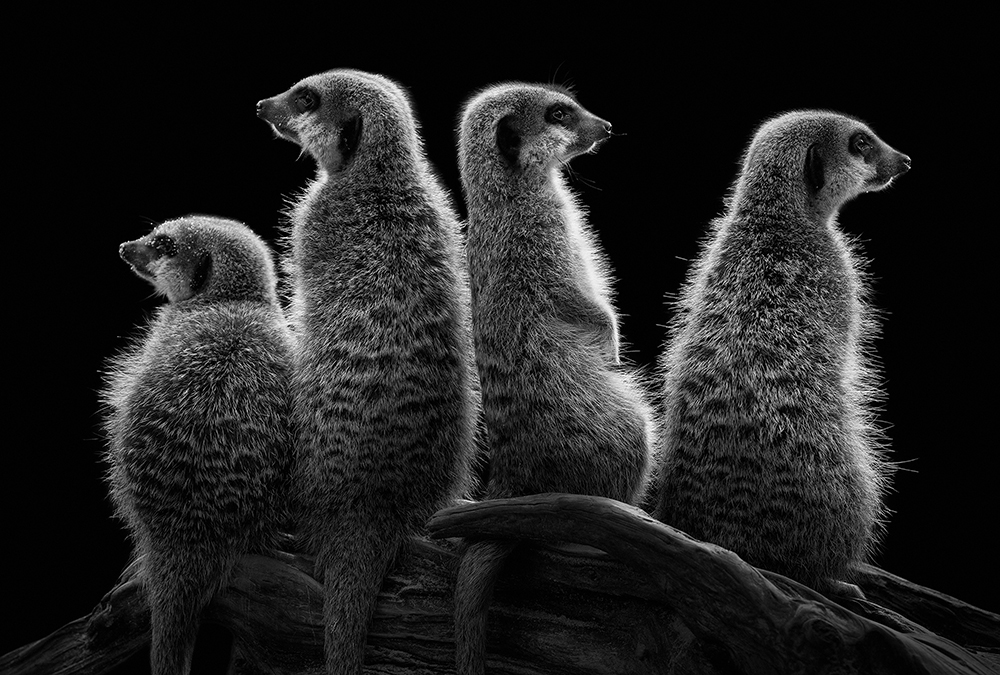 Papier peint panoramique Quatre - Référence APD-471-508-400x270 - Intissé 200g/m2 - Standard 400 x 270