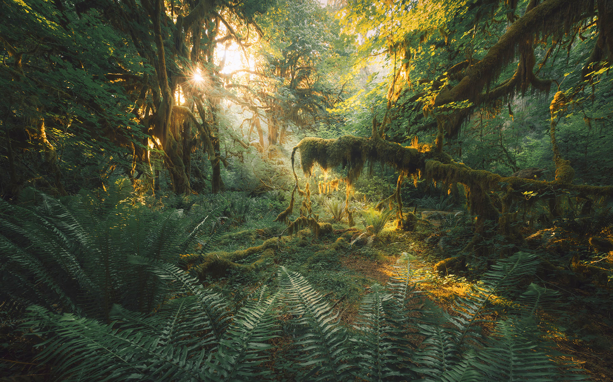 Papier peint panoramique Jungle Hall of Mosses - Papier peint Komar Pure 2