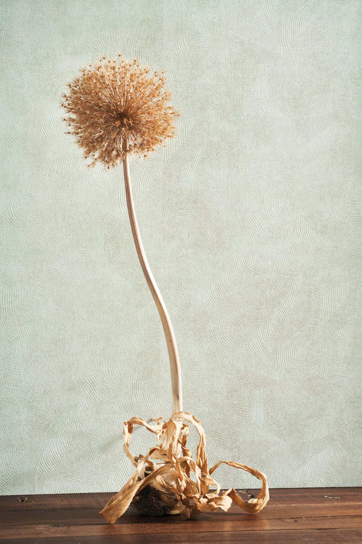 Papier peint Matière Feuille Masaya vert d'eau - Nicaragua de Casadéco AMB2 | Réf. NICA86427333