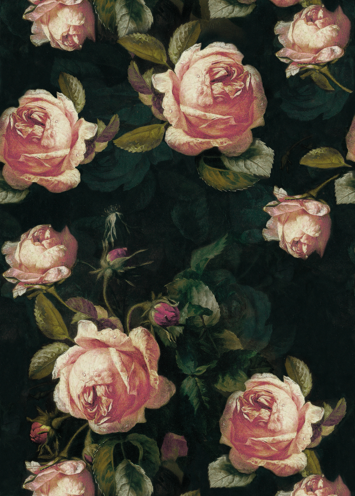 Papier peint Fleurs Panoramique English Roses noir - Beauty Full Image de Casadéco | Réf. BFIM84929413