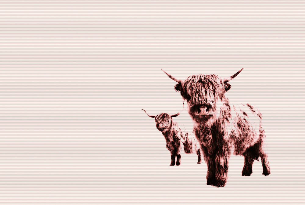 Papier peint panoramique Vache Highland Cows - Référence DD119829 - Intissé 200g/m2 - Standard 400 x 270