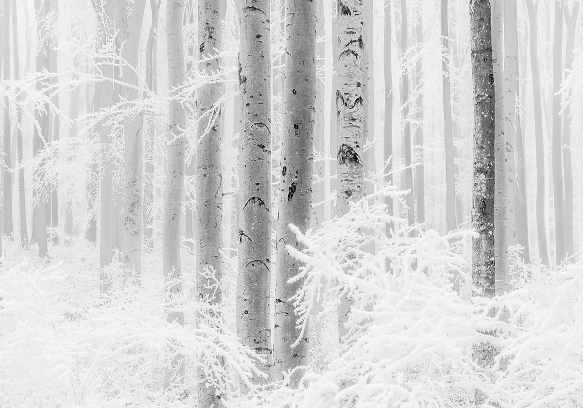 Papier peint forêt bouleaux panoramique Winter Wood - Papier peint Komar RAW