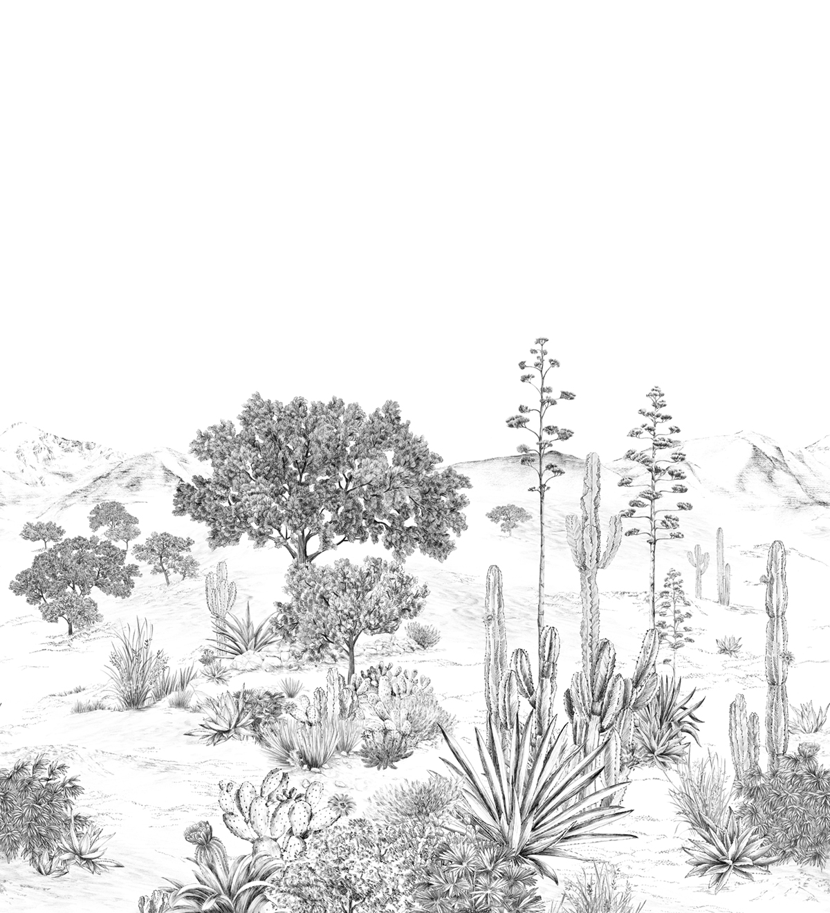 Papier peint panoramique Cactus Succulentes Grisaille A+B - 1/2/3/4/5/6 - Isidore Leroy