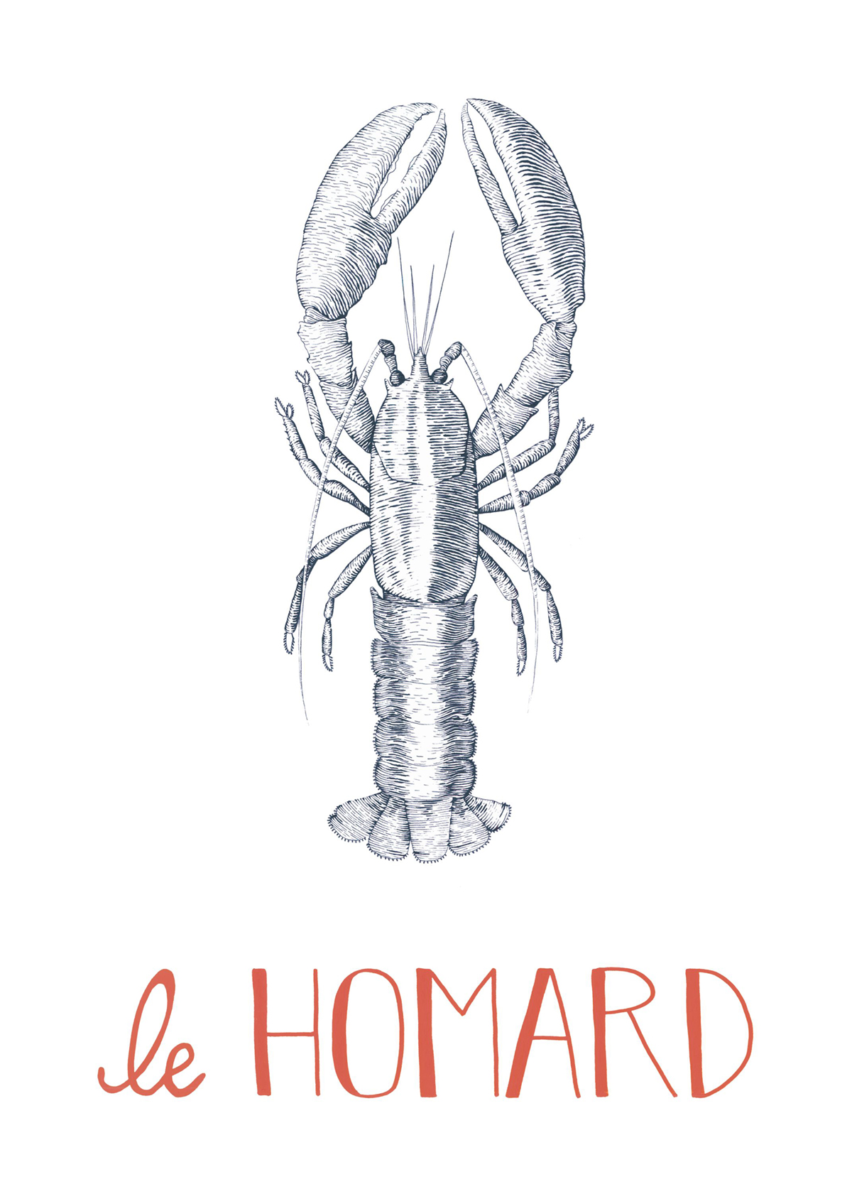 Affiche Homard Croquis 50x70 bleu marine - Seaside de Casadéco | Réf. SEAS201636804