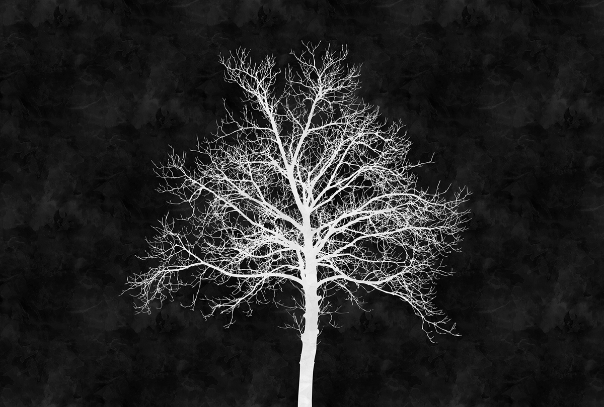 Papier peint panoramique Arbre Blackboard 2  - Référence DD110311 - Intissé 200g/m2 - Standard 400 x 270