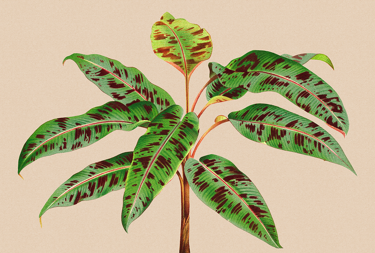 Papier peint panoramique Walls by Patel 3 - Référence DD121960 - Intissé 200g/m2 - 400 x 270 cm