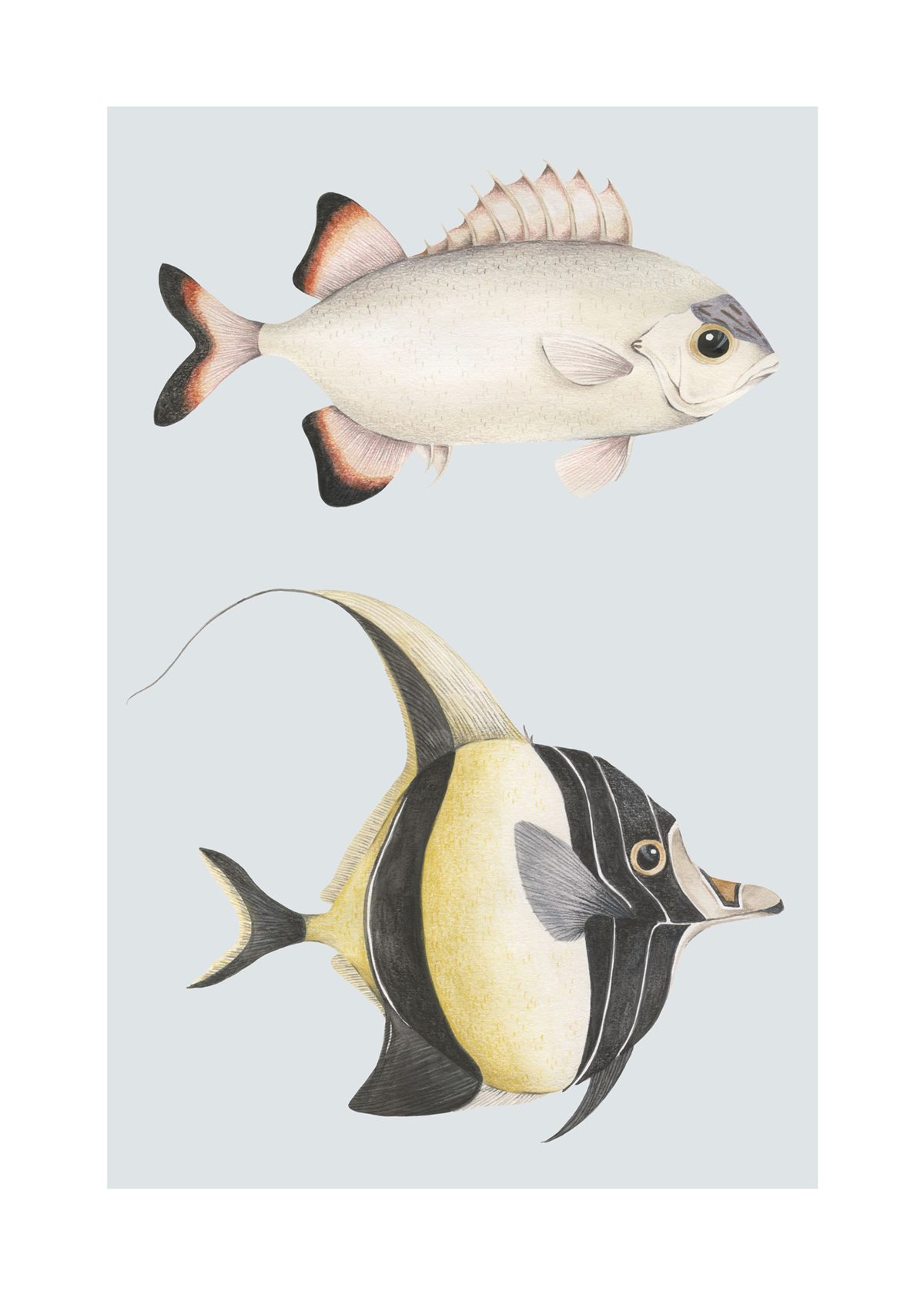 Affiche Poissons Stan Léon 50x70 bleu doux - Seaside de Casadéco | Réf. SEAS201686204