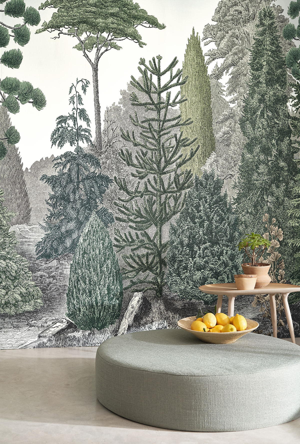 Papier peint panoramique Forêt Pinede M vert pin 250x280 - Méditerranée de Casadéco AMB2 | Réf. MEDI87457201