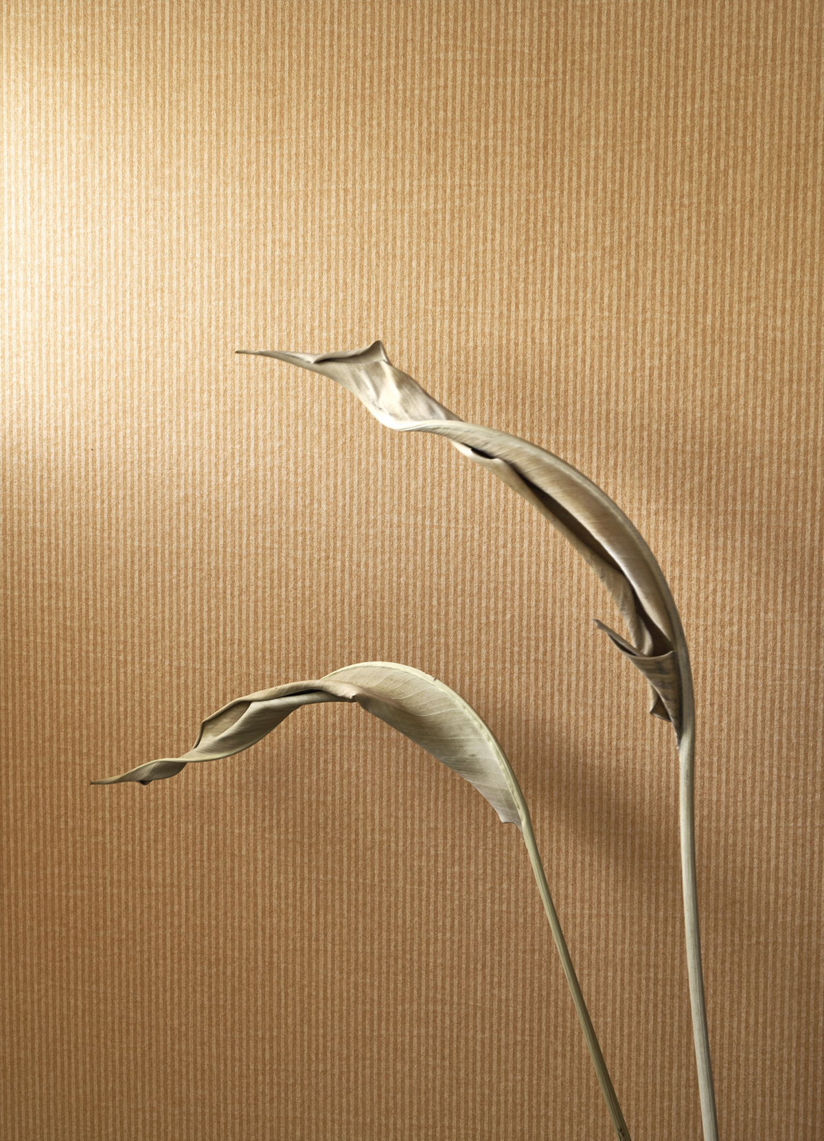 Papier peint Fines Rayures Papier Kraft caramel - Papercraft de Casadéco AMB3 | Réf. PAPC89652424