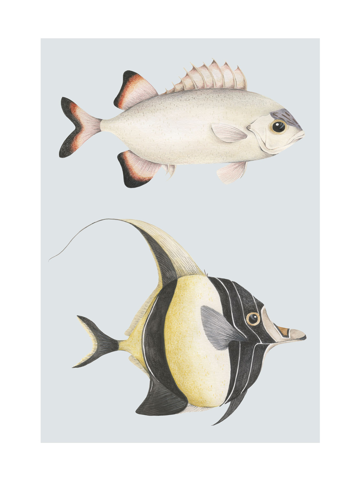 Affiche Poissons Stan Léon 30x40 bleu doux - Seaside de Casadéco | Réf. SEAS201686202