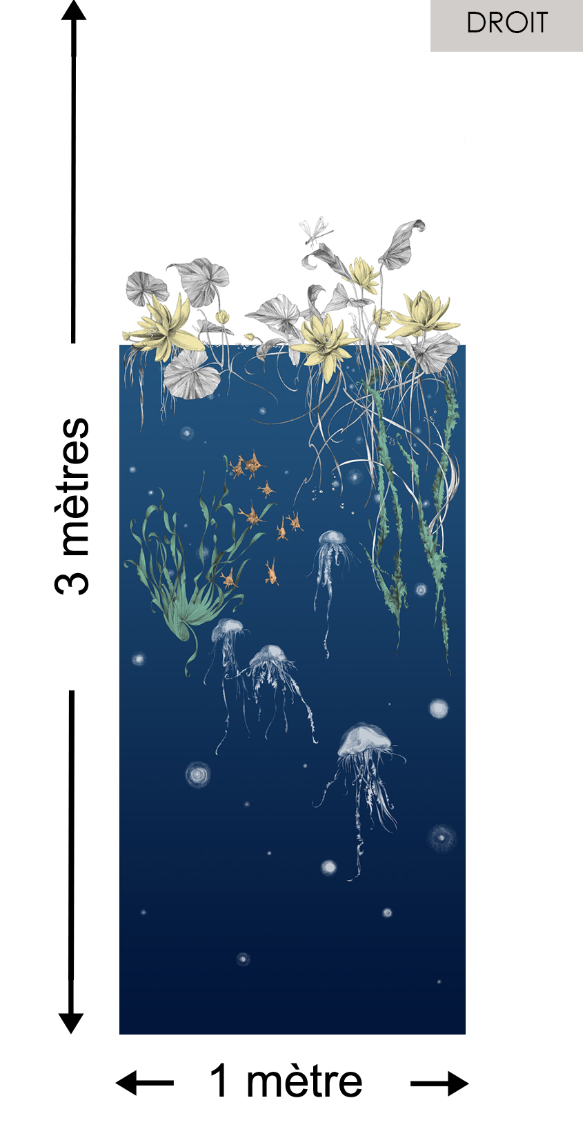 Méduses DROIT Marine - Collection Catherine Gran de Edmond Petit