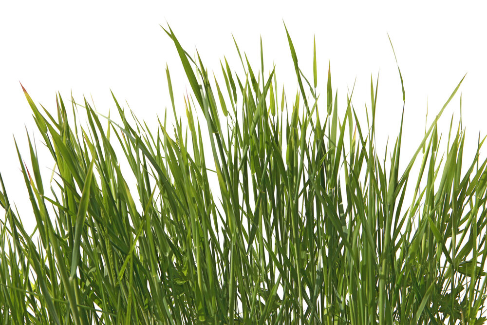 Papier peint panoramique Tapis d'Herbe - Wall Love d'A.S. Création | Réf. DD129580